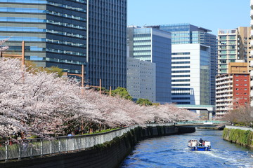 都心に咲き誇る桜の並木