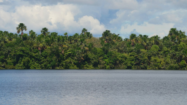 Landscape of the treeline of the Amazon rainforest, from the Amazon river near Iquitos, Peru.