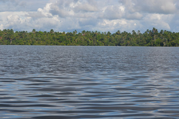 Landscape of the treeline of the Amazon rainforest, from the Amazon river near Iquitos, Peru.