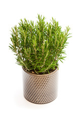 rosemary  bus in the flower pot isolated on white background