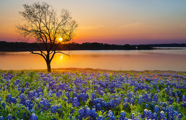 Schöner Texas-Frühlingssonnenuntergang über einem See. Blühendes Bluebonnet-Wildblumenfeld und eine einsame Baumsilhouette.