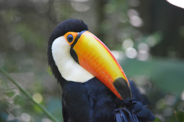 A Toco Toucan, in the Parque das Aves at Iguazu Falls, Brazil