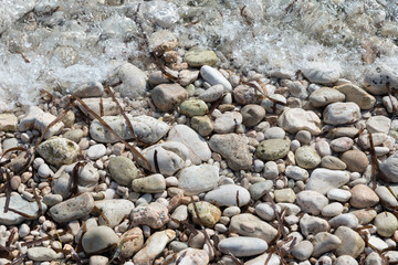 shore with stones