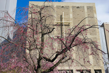 教会と枝垂れ桜