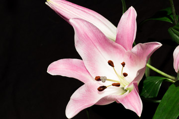  Lily flower