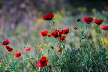 Red poppies flower