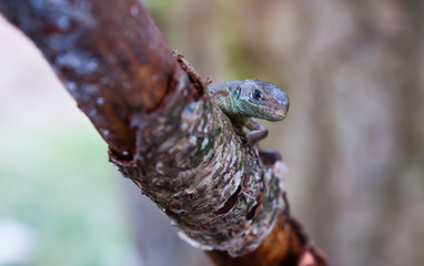 Lacerta viridis 