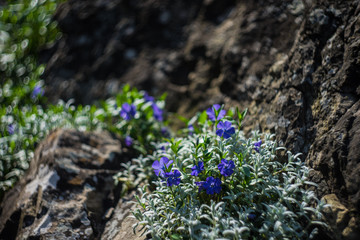 Vinca minor also known as Lesser Periwinkle