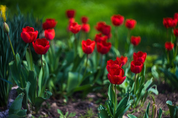 Red tulips in a garden