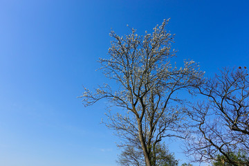 大きくなった梨の木