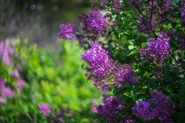 Obraz premium Blooming lilac bush