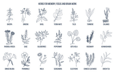 Fototapeta na wymiar Best medicinal herbs for memory, focus and brain work