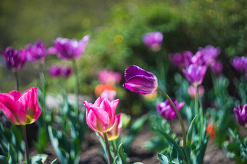 Purple tulips in a garden