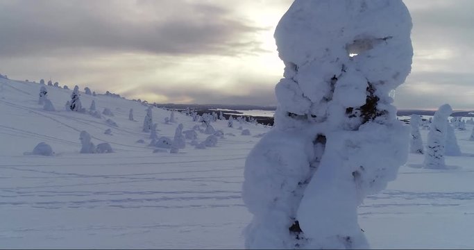 Snowy trees, Cinema 4k aerial view around a snow covered pine tree, revealing a winter wonderland above a fjeld mountain fell, on a cold cloudy day, in Riisitunturi national park, Lapland, Finland