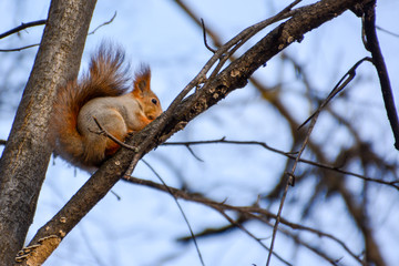 Red euroasian squirrel on the branch. Curious squirrel in the Autumn park.