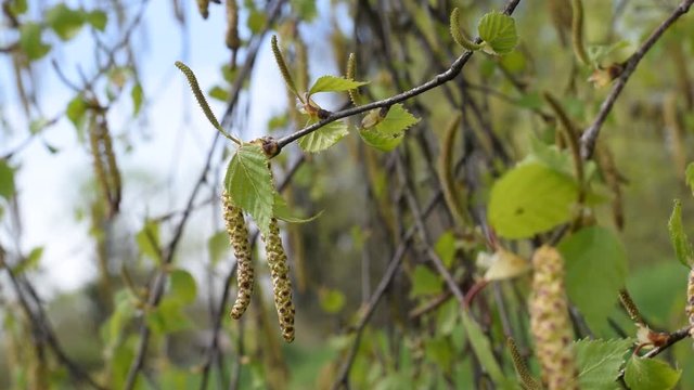 Video HD mit Birke im Fr&uuml;hjahr