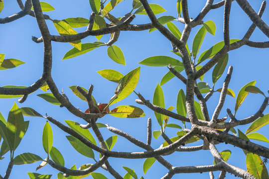 Green ftree branches and leaves against blue sky background