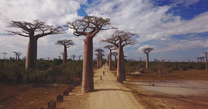 Aerial view of green fields of Madagascar, baobabs, endless gravel roads and African rivers. Concept of: vacations, travel, adventure, safari and Africa