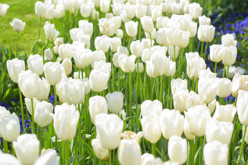 white tulips on the lawn
