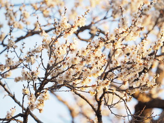 庭園