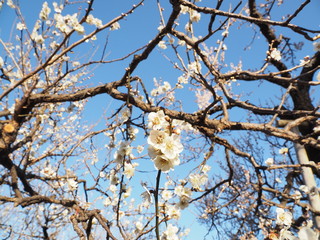 庭園