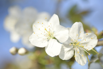 kirschblüte
