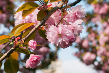 Cherry blossoms season, pink sakura flowers