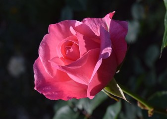 Pink rose on natural background