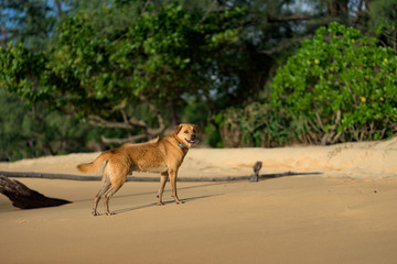 Golden hair dog running on the Lazy Beach shore in the glory of the sunset. 
