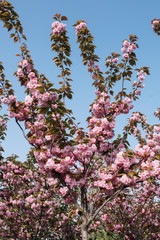 Cherry blossoms season, pink sakura flowers