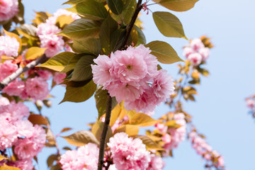 Cherry blossoms season, pink sakura flowers