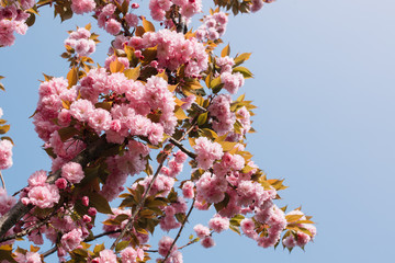 Cherry blossoms season, pink sakura flowers