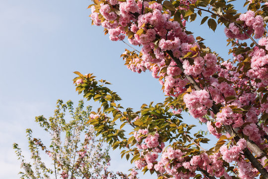 Cherry blossoms season, pink sakura flowers