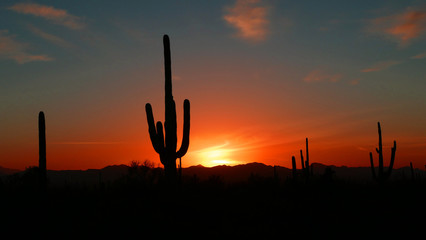 Sunset at Saguaro National Park near Tucson, Arizona