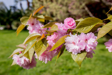 Japanese cherry. Sakura