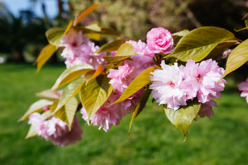 Obraz premium Japanese cherry. Sakura