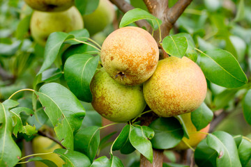Round pear apple hybrid on tree branch