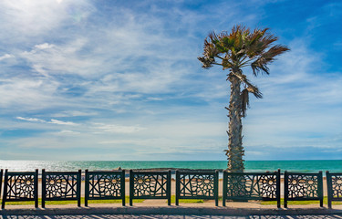 Landscape with palm tree and a fence on the ocean shore