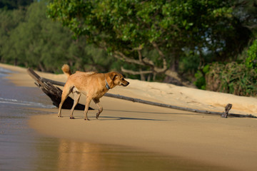 Golden hair dog running at the Lazy Beach shore.