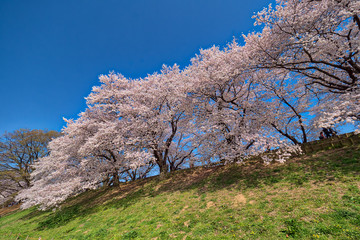 青空と背割堤の桜