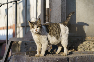 Moscow street cat in the sunny day