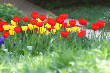 Tulips. Unique colors red and yellow tulips on sunlight. Tulip wallpaper background. Tulip flowers texture. Floral pattern. No sharpen. 