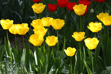 Fototapeta premium Tulips. Unique colors red and yellow tulips on sunlight. Tulip wallpaper background. Tulip flowers texture. Floral pattern. No sharpen. 