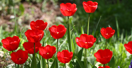 Tulips. Unique colors red and yellow tulips on sunlight. Tulip wallpaper background. Tulip flowers texture. Floral pattern. No sharpen. 