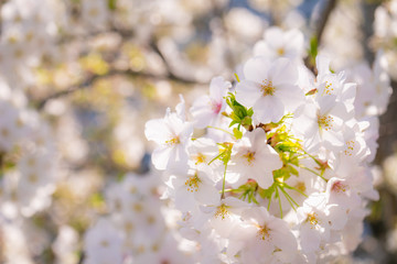 桜 サクラ