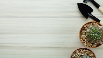 The cactus on white wood table flat lay image close up .