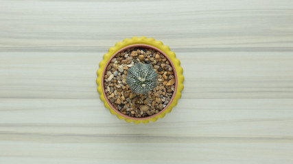 The cactus on white wood table flat lay image close up .