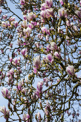 Beautiful pink magnolia flowers on a tree in spring sunshine - a fine poster or print for home or office
