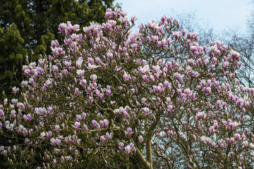 Beautiful pink magnolia flowers on a tree in spring sunshine - a fine poster or print for home or office