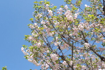 日本の八重桜と青空